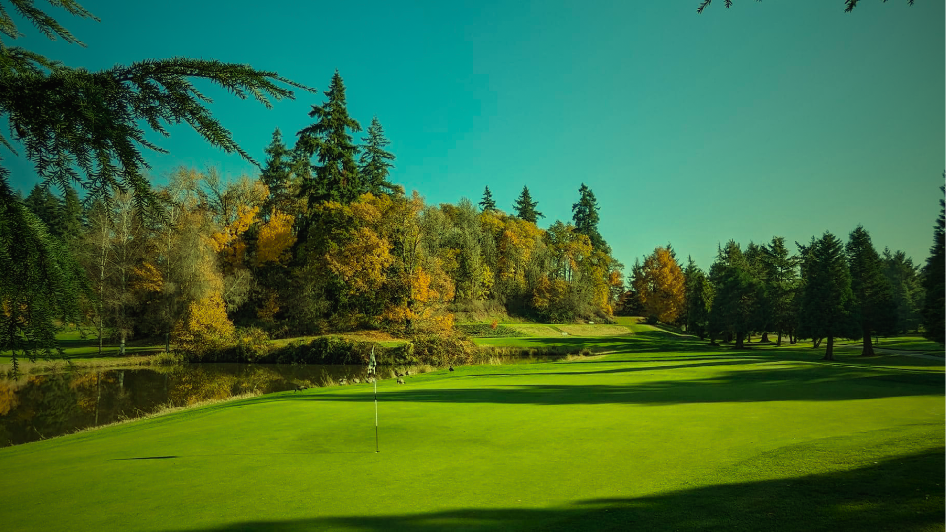 Golf course green with trees
